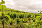 fombrauge vineyard02