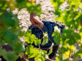 chateau grand puy ducasse vines