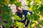 chateau grand puy ducasse vines