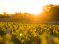 chateau grand puy ducasse vineyard