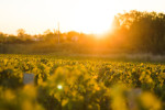 chateau grand puy ducasse vineyard