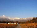 lacaze vineyard photo