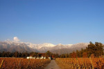 lacaze vineyard photo
