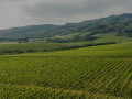 kutjevo