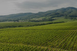 kutjevo