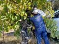 la despensa harvest old vines