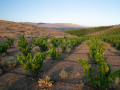 liminal  vineyards