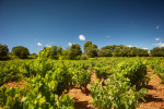 cellier des princes