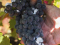 pago de los capellanes grape el picon