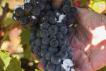 pago de los capellanes grape el picon