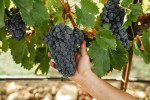 pasxa wines grapes