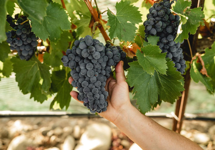 pasxa wines grapes