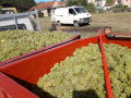domaine philippe milan grape arrival during harvest