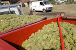 domaine philippe milan grape arrival during harvest