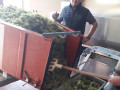 domaine philippe milan karl in the cellar during harvest