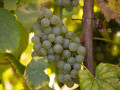 rectoral umia grape