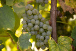 rectoral umia grape