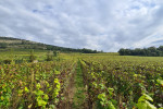 remy lefevre vineyards