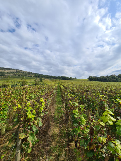 remy lefevre vineyards