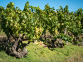 chenin blanc bush vines