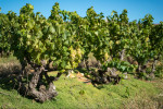 chenin blanc bush vines