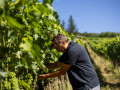 setriolo vineyard juan