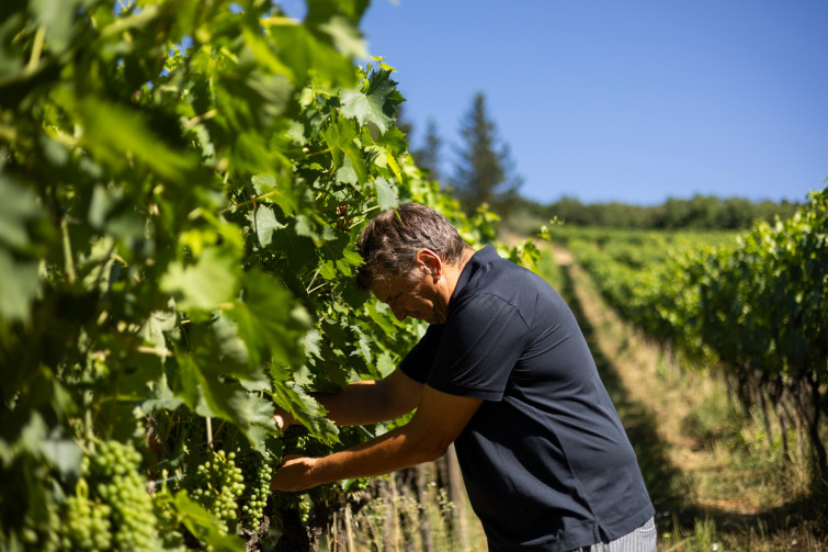 setriolo vineyard juan