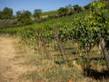 setriolo vineyard01