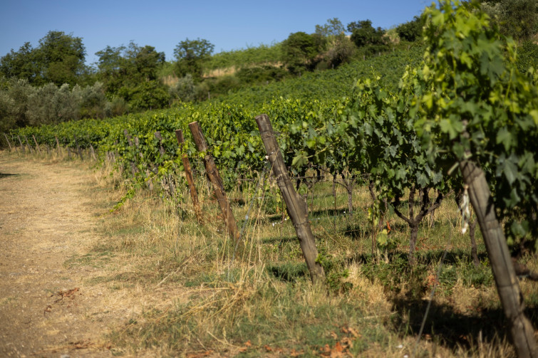setriolo vineyard01
