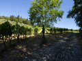 setriolo vineyard02