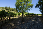 setriolo vineyard02
