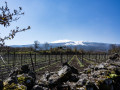 tenuta ferrata vineyards etna