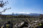tenuta ferrata vineyards etna