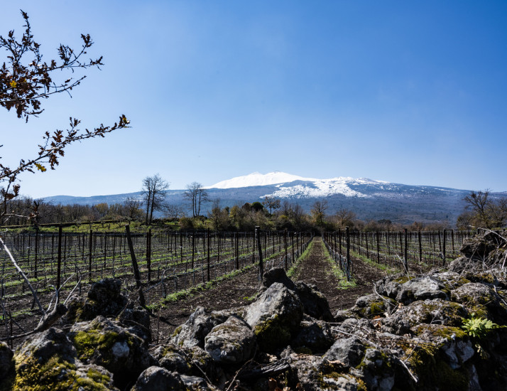 tenuta ferrata vineyards etna