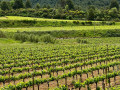 torello vineyards02