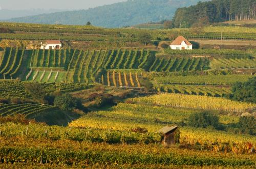 leindl_vineyards_02.jpg