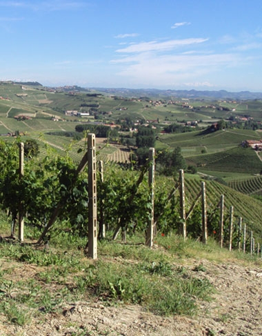 fenocchio vineyards2