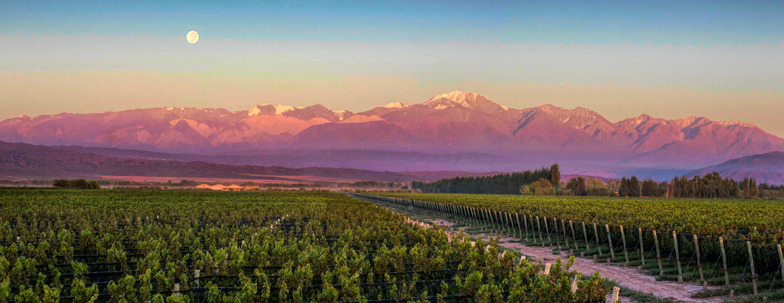 chakana winery vineyard panarama1