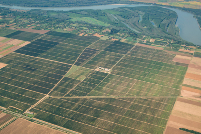 erdut vineyards aerial view 01