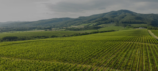 kutjevo vineyard03
