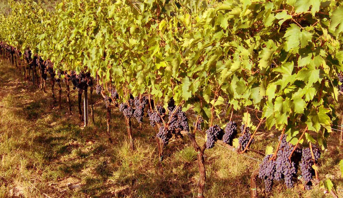 travignoli vines
